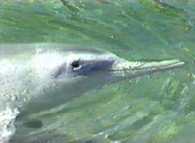 05dia1.jpg (9446 bytes)