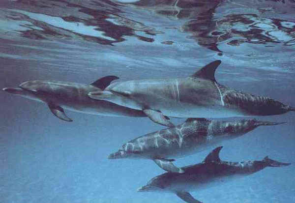 Vierdolfijnen.jpg (62350 bytes)