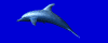 dolphin_swim_md_blu.gif (7321 bytes)