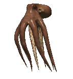 octopus_swimming_lg_clr.gif (27241 bytes)