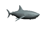 shark1_lg_clr.gif (11580 bytes)